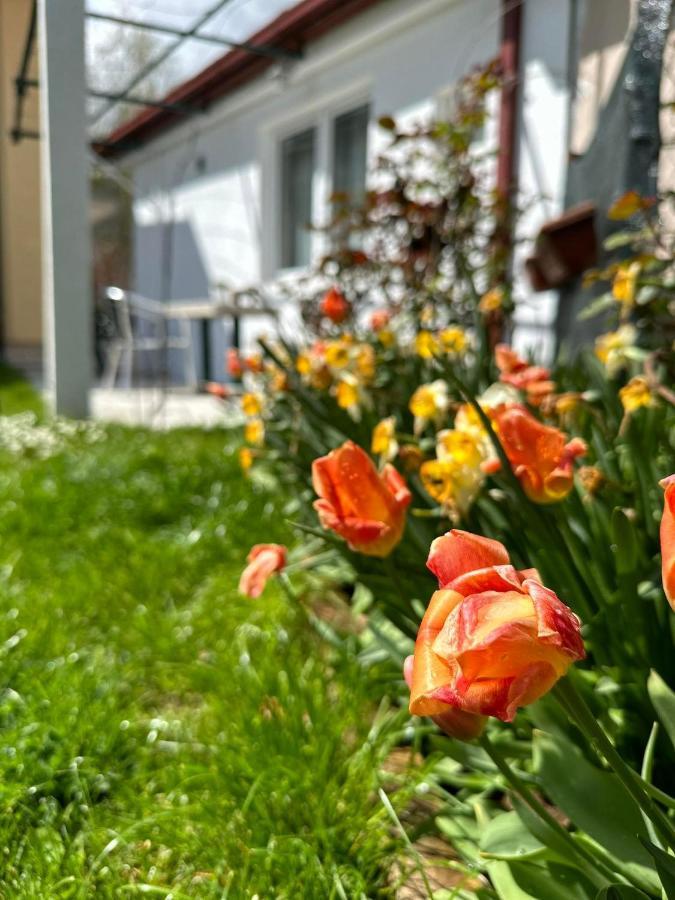 Apartmani Emily & Jully Nikšić Dış mekan fotoğraf